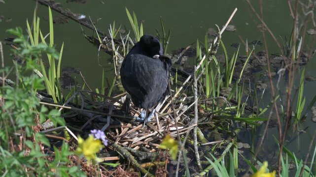 Coot (Fulica atra) preening its feathers on its nest at the side of a lake. May, Kent, UK [Half speed]