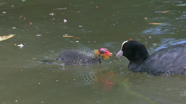 Coot (Fulica atra) parent acting aggressively towards its chick, apparently trying to eat it rather than feed it. May, Kent, UK [Slow motion x5]