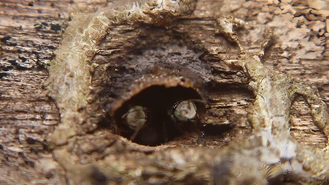 Nest entrance of stingless bee (Trigona laeviceps) guarded by worker bees, showing defensive colony behavior in a tropical environment.