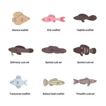 Deep Sea Snailfish and Cusk-Eel Species Isolated on Transparent Background, Marine Wildlife Collection