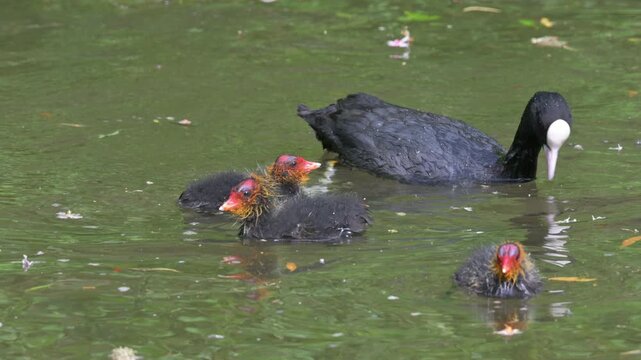Coot (Fulica atra) young chicks waiting to be fed while their parent plays with a stick. May, Kent, UK [Slow motion x5]