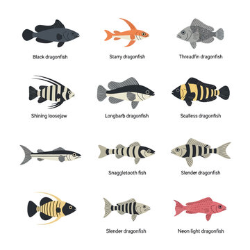 Detailed Structural Illustration of a Stomiidae Dragonfish Creature Isolated on Transparent Background