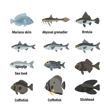 Hadal Ichthyofauna: Deep-Sea Fish Species Adapted to Extreme Ocean Depths