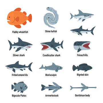 Rare Ichthyoid Fish Species Discovered in the Deep Ocean Trench
