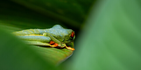 Fototapeta premium Red-eyed Tree Frog on a Leaf in Costa Rica Rain Forest Panorama
