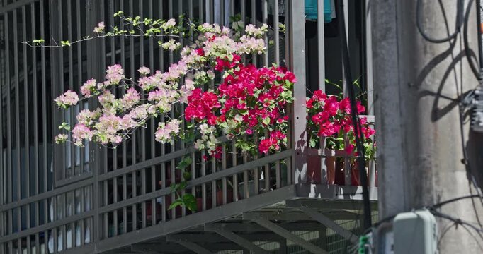 Pink bougainvillea blooming on the balcony of a Yonghe apartment building in Taiwan.