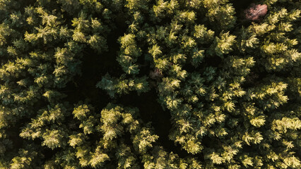 Aerial view of frozen forest countryside © AlexGo