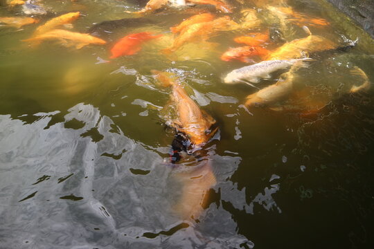 A high angle shot showing several bright orange koi fish swimming actively in a dark pond with visible water ripples.