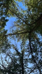 Fototapeta premium Looking up at pine trees against blue sky