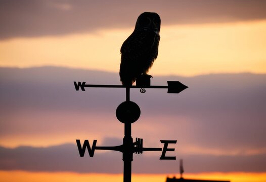 Silhouette of an owl-shaped weather vane against a sunset sky