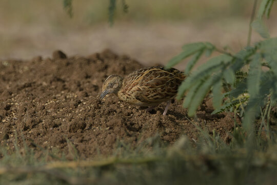 Small Buttonquail (Turnix sylvaticus) photographed on open farmland habitat near Nalsarovar, Gujarat, India.