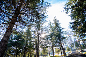 Fototapeta premium Sunlight filtering through pine trees in tranquil forest