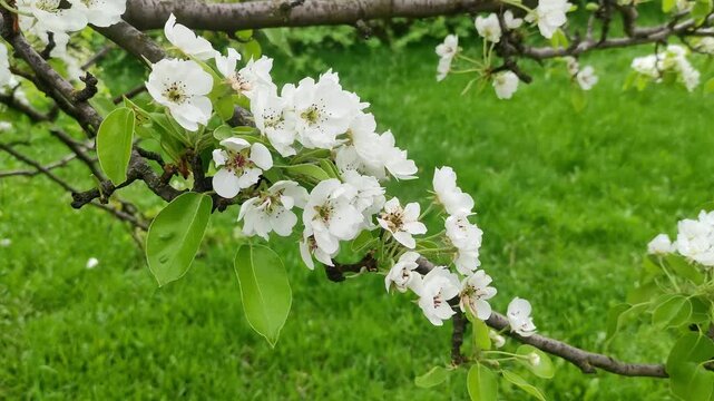 White apple blossoms on tree branch in spring garden with green grass background