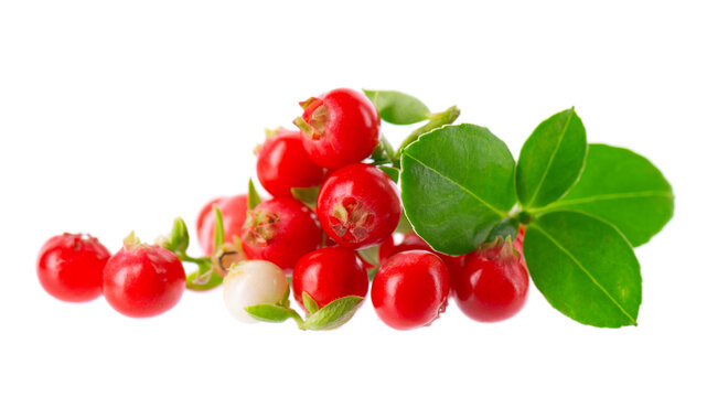 Fresh cowberry berries with leaves, isolated on white background. Ripe cranberry, cowberry, lingonberry. Clipping path.