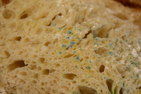 Moldy bread showing blue-green fungus growth on a spoiled slice