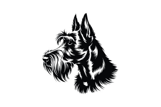 Head of scottish terrier dog, purebred animal portrait.