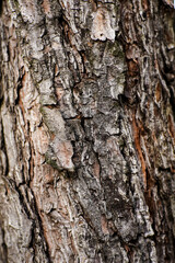 Fototapeta premium Textured Close up of Weathered Tree Bark with Cracks and Lichen