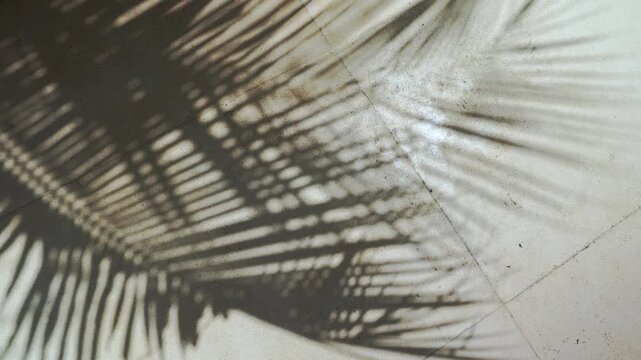 Palm leaf shadow moving on concrete floor