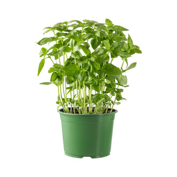 Basil herb plant in green plastic pot isolated on white. Kitchen spicy herbs collection.