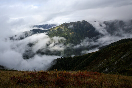 Image of a sea of fog moving in waves between trees in a forest.