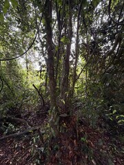 Fototapeta premium trees in the forest
