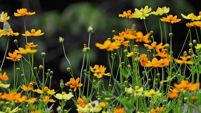 Orange sulfur cosmos flowers blooming in field with butterflies flying. Natural summer garden environment, green blurred background, biodiversity and ecology concept, floral landscape. Slow motion.
