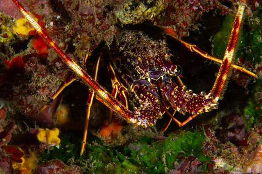 Striped Antennae Hideout &ndash; Palinurus elephas in Dark Reef Crevice