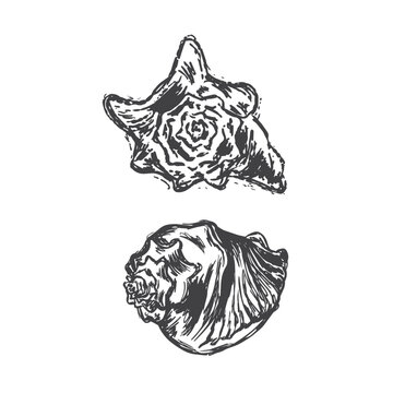 Conch Sea shell hand drawn illustrations in a black pen sketchy style, vector isolated art