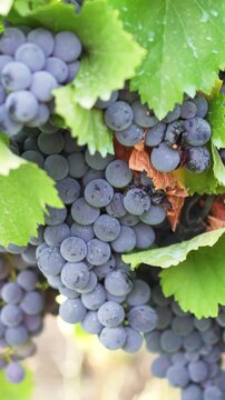 Bunch of red grapes in a vineyard.