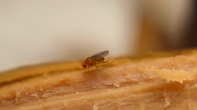 Fruit fly (Drosophila sp.) on organic surface, showing tiny body and natural behavior in a humid environment, commonly found around decaying fruit.
