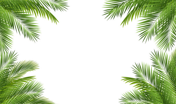Green Palm Tree Branch Isolated With White Background