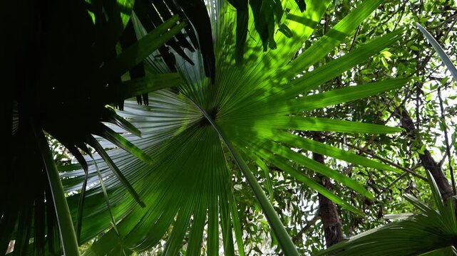Low angle view of tropical fan palm leaves in rainforest canopy