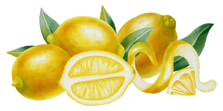 Hand-drawn watercolor set of lemons, half fruit, slice, and twisted lemon peel on white background. Summer botanical illustration is perfect for fabric, wallpaper, packaging, and kitchen decor, menu