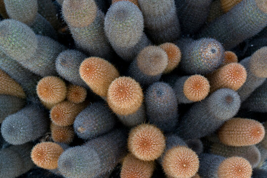 close up of lava cactus - brachycereus nesioticus