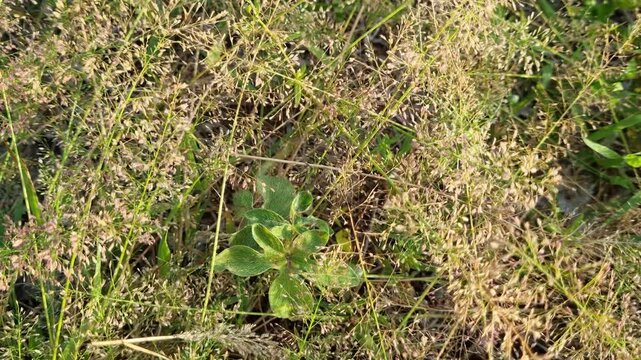 Wild Grass Field with Green and Yellowish Stems in Sunlight