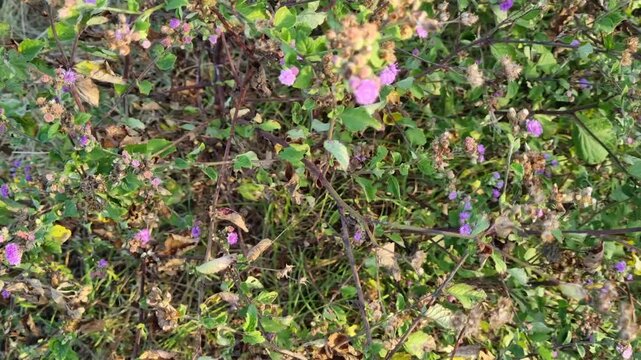 Wild Billygoat Weed Flowers (Ageratum conyzoides) Blooming in the Field