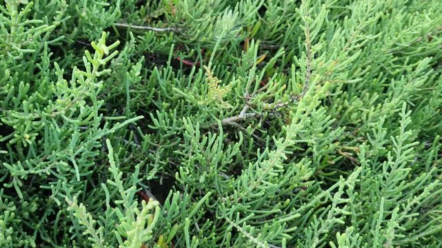 Close Up of Green Salicornia Samphire Plants in Coastal Salt Marsh