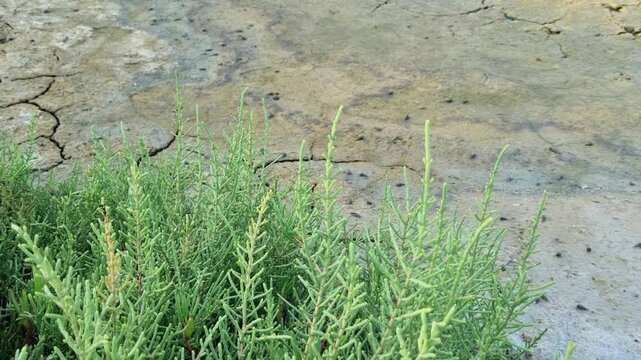 Close Up of Green Salicornia Samphire Plants in Coastal Salt Marsh