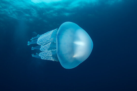 Blue Nomad: Large Barrel Jellyfish (Rhizostoma pulmo) drifting in the open ocean, Spain