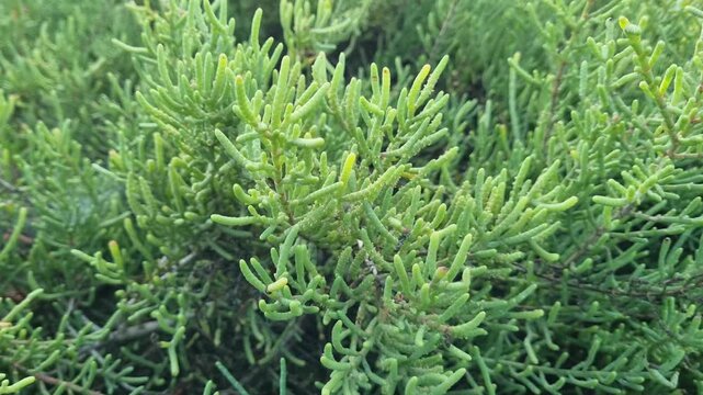 Close Up of Green Salicornia Samphire Plants in Coastal Salt Marsh