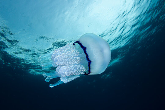 Azure Bell Drift &ndash; Rhizostoma pulmo in Sunlit Bluewater