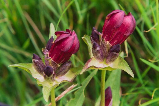 Purple gentian ( Gentiana purpurea ). Gentian root ( bitter ) is used in natural medicinal preparations, herbal teas and digestive liqueurs