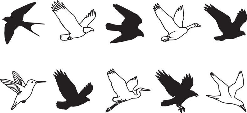 Flying bird silhouettes and outline icons collection including eagle hawk hummingbird and water birds on transparent background for nature design projects.
