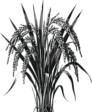 Rice Plant 1