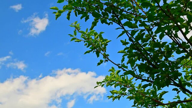 緑の樹木と空の雲