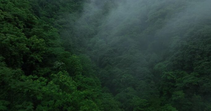 Aerial view of green forest landscape in guizhou, China