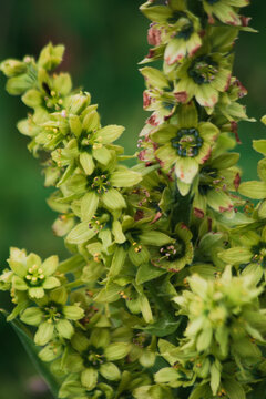 Blooming of Veratrum, commonly known as False hellebore. 