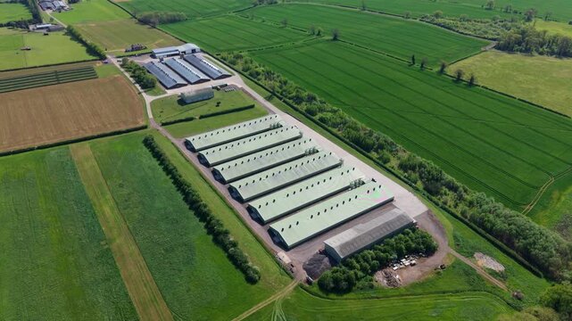 High angle aerial drone view of symmetrical agricultural livestock barns and chicken coops in the UK countryside