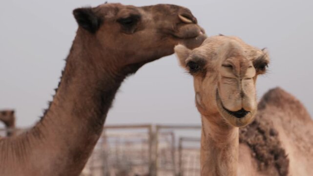 Group of Dromedary Camels Standing Together in an Outdoor Enclosure in Al-Jouf Saudi Arabia
