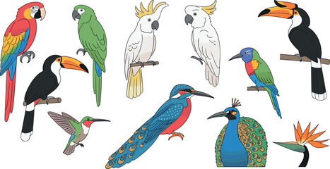 Fototapeta premium Colorful exotic bird collection with parrots toucans cockatoos hummingbird and peacock for tropical wildlife design projects